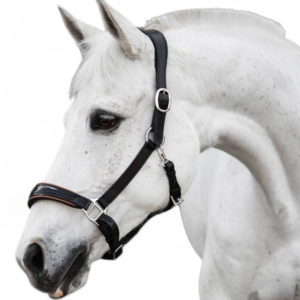 Pro Rider Halter