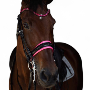 Magenta Bridle
