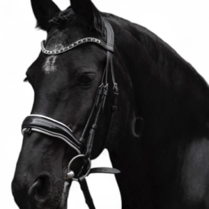 Comfort Fit Bridle