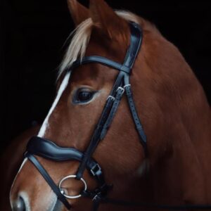 Wave nose Bridle