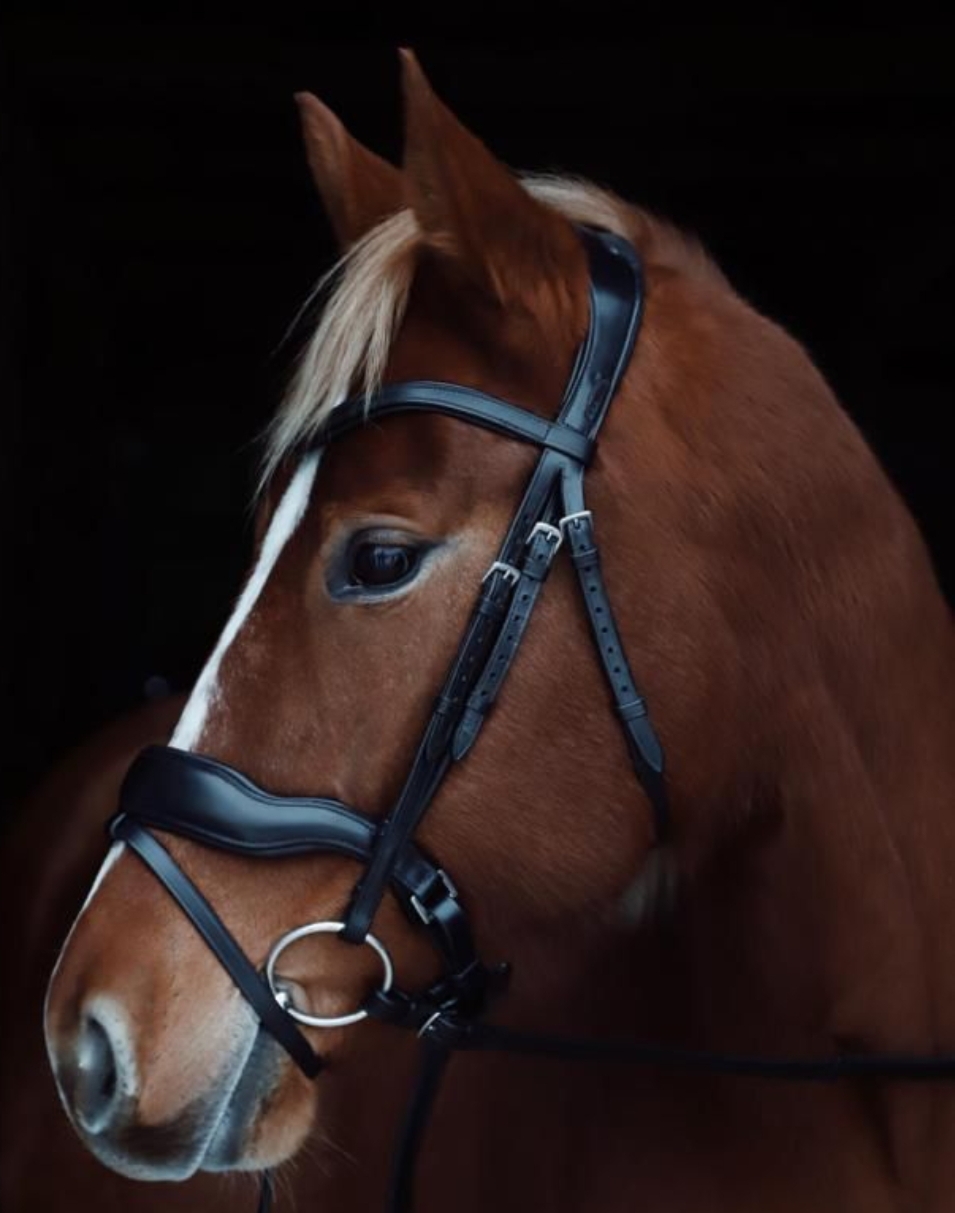 Wave nose Bridle