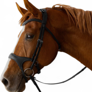 X Shape Bridle
