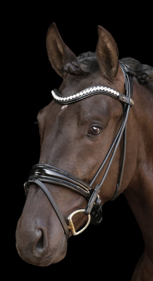 Venedig dx Bridle