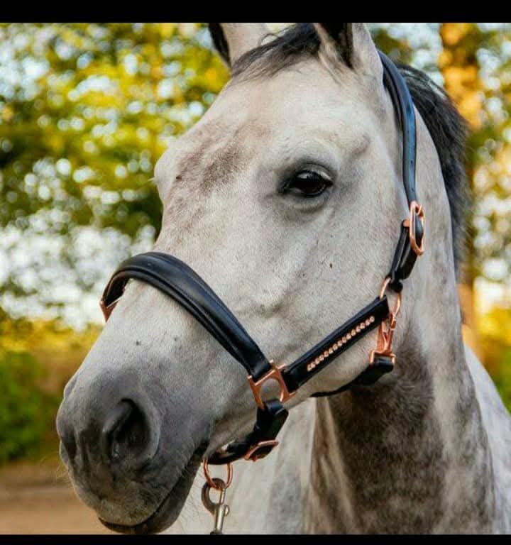 Little crystal Halter
